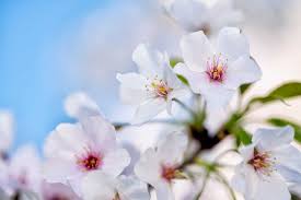 Japanese Cherry Blossom - ROOM SPRAY -- by Moon Water Apothecary!
