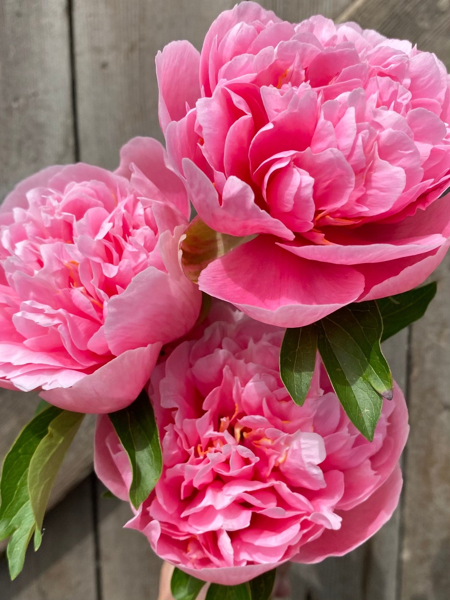 Peony & Magnolia - ROOM SPRAY -- by Moon Water Apothecary!